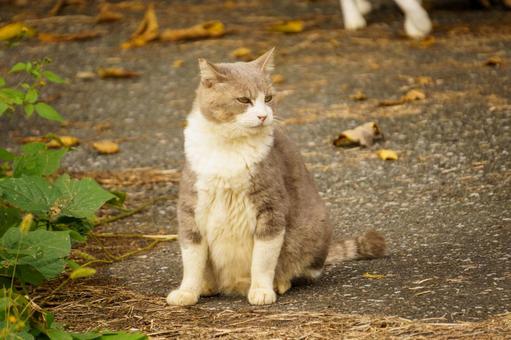 のんびりくつろぐのら猫 猫,ネコ,動物の写真素材