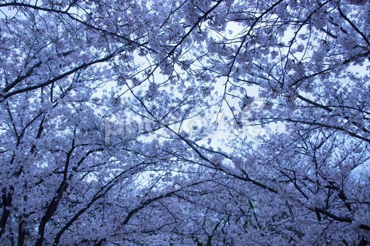 青の桜並木 桜,桜並木,枝の写真素材