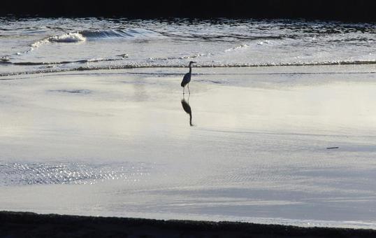 湘南・海辺の白鷺 湘南・海辺の白鷺の写真
