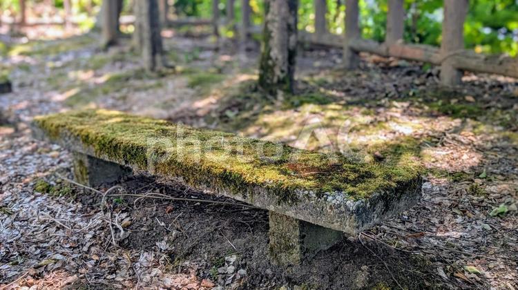 森の中のベンチ：苔が生える石の椅子 苔,ベンチ,森の写真素材