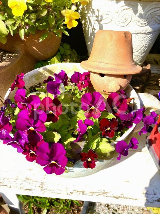 可愛いお花と植木鉢 鮮やか,お花,植木鉢の写真素材