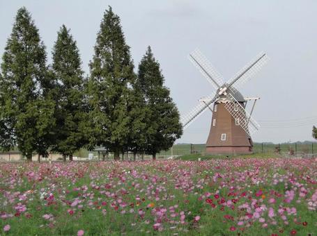 風車とコスモス ~秋の風景 風車とコスモス ~秋の風景 コスモス,秋桜,秋の写真素材
