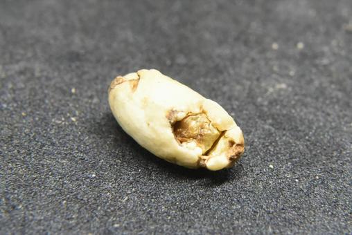 焙煎前のコーヒー豆の，欠点豆 珈琲,珈琲豆,コーヒーの写真素材