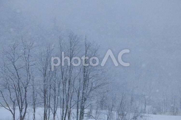 雪が積もった木々　雪降りの日　真っ白 雪が気に積もる,雪降り,白い世界の写真素材