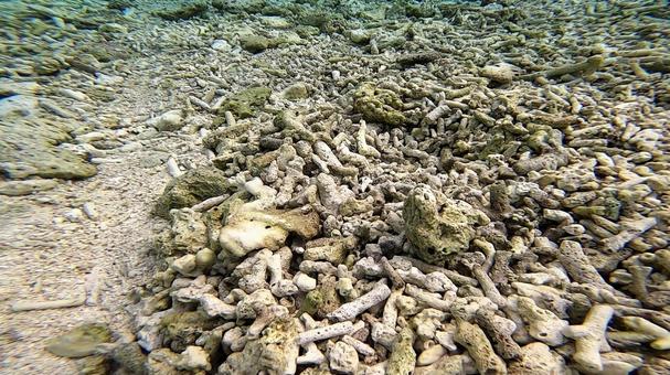 白化したサンゴ礁の海 白化したサンゴ礁の海の写真