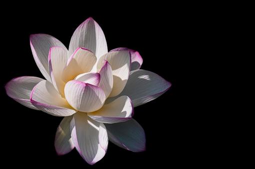 黒背景の蓮の花 蓮の花,ピンクの花,蓮の写真素材