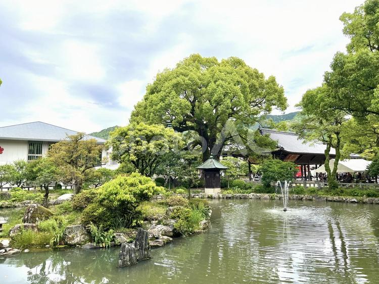 太宰府天満宮（池） 太宰府,神社,池の写真素材