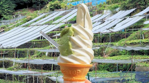 生ワサビトッピングソフトクリームと山葵田 ソフトクリーム,山葵,トッピングの写真素材