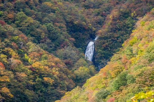 蔵王の紅葉⑹ 蔵王,紅葉,秋の写真素材
