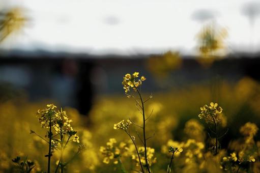菜の花の写真