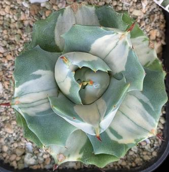 多肉植物 ガーデニング 多肉植物 ガーデニングの写真