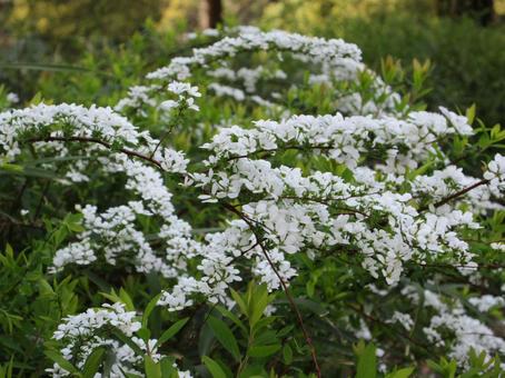Spiraea, JPG Spiraea, JPG