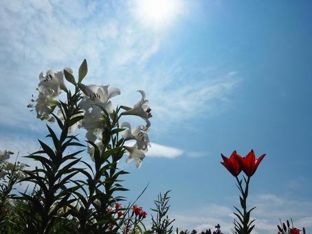花 花の写真