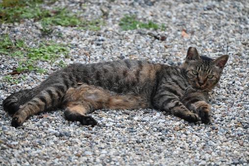 奈良長岳寺の野良ちゃん 奈良長岳寺の野良ちゃんの写真