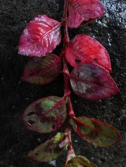 背景に合うヒメツルソバの紅葉 ヒメツルソバ,紅葉,葉の写真素材