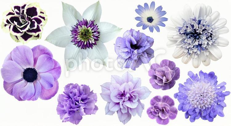 春の青い花の詰め合わせ　PSD切抜き 青,ブルー,花の写真素材
