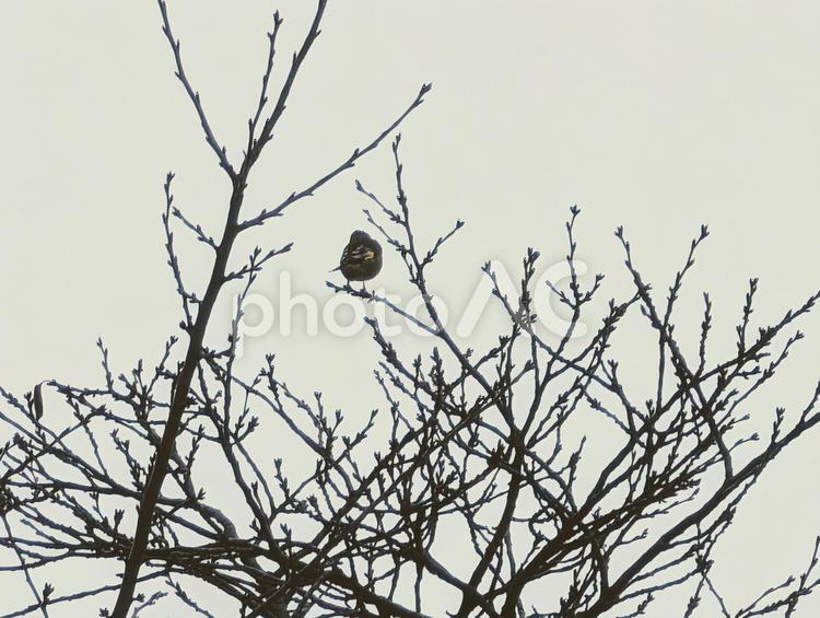 木の枝に留まるカワラヒワ カワラヒワ,野鳥,木の写真素材