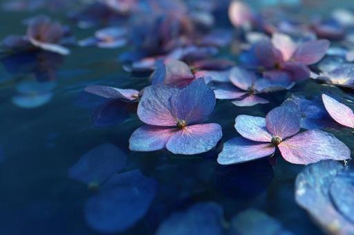 水に浮かぶ紫陽花 水に浮かぶ紫陽花の写真