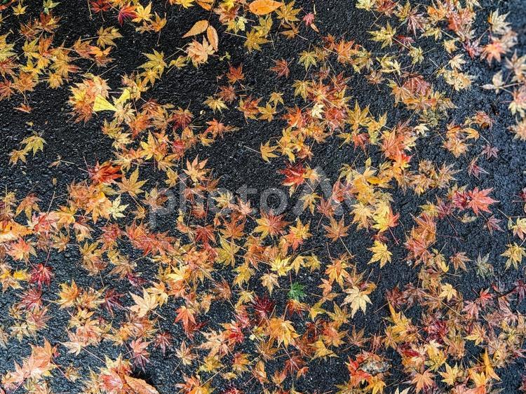 雨に濡れて道路に張り付いたモミジの葉 葉,モミジ,紅葉の写真素材