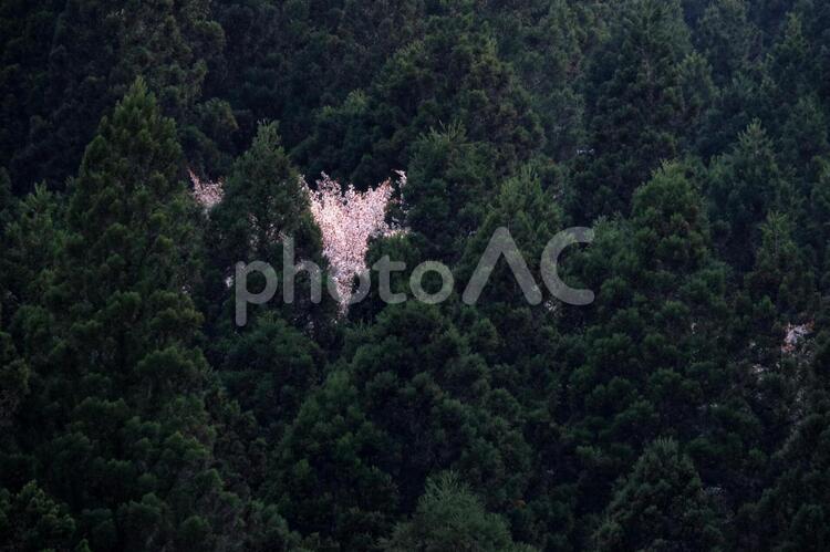 杉林にひっそりと咲く山桜 杉林,ヤマザクラ,山林の写真素材