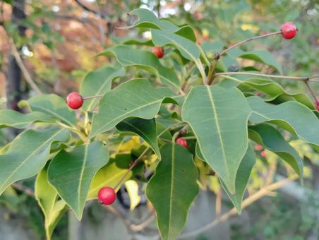 ソヨゴ 実,赤い実,庭木の写真素材