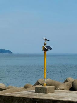 防波堤海鳥の休息 防波堤海鳥の休息 海鳥,海,空の写真素材