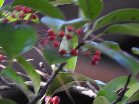 秋の風景の写真