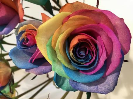 虹色の薔薇 虹色の薔薇の写真