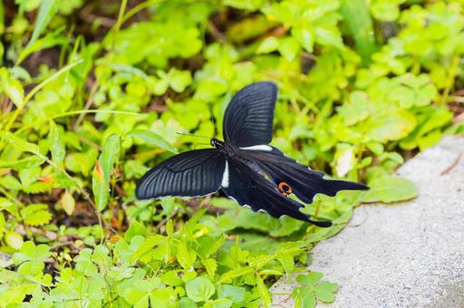 オナガアゲハ オナガアゲハの写真