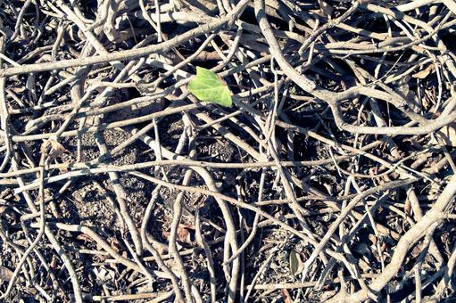 木の根イメージ素材 木の根,木,根の写真素材