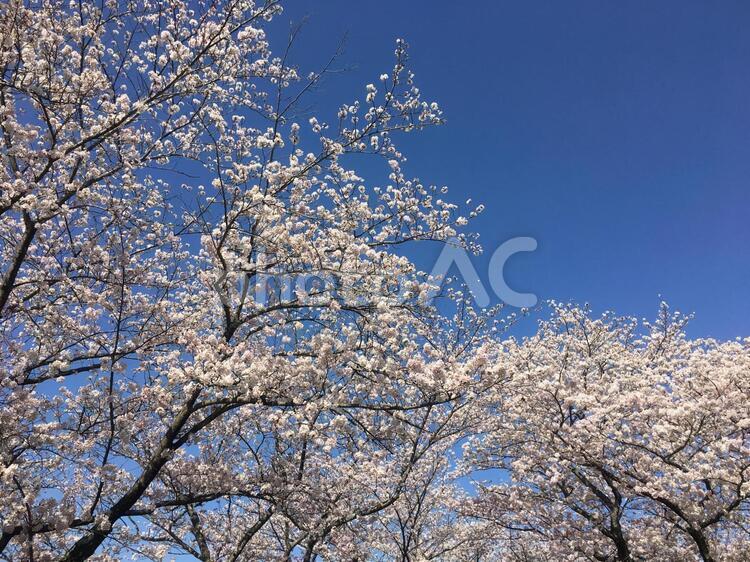 晴天の桜並木（横） お花見,きれい,さくらの写真素材