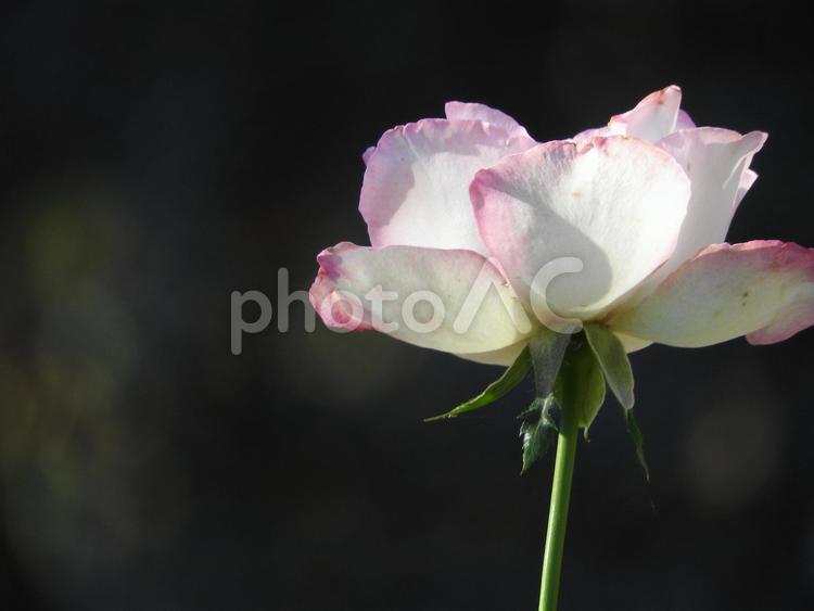 秋の風景 花,自然,風景の写真素材