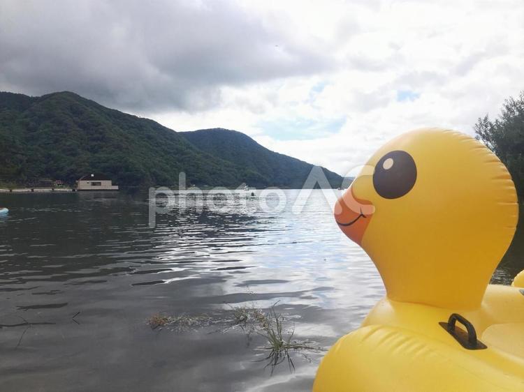 湖とあひる 湖,あひる,浮かぶあひるの写真素材