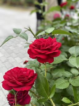 Red Rose, JPG