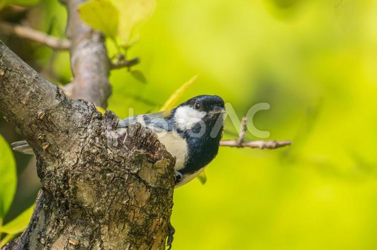 木にとまるシジュウカラ シジュウカラ,野鳥,鳥の写真素材