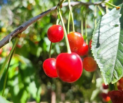 Red cherries, JPG
