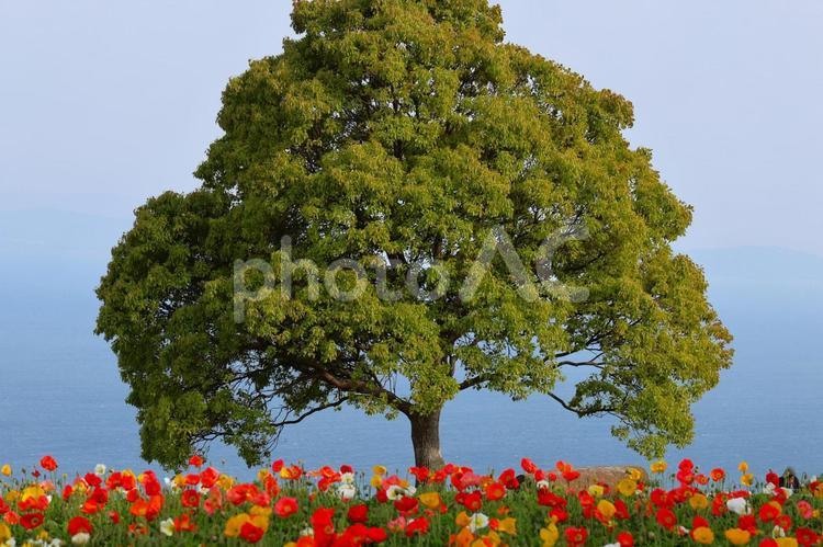 あわじ花さじきのポピーの花 あわじ花さじき,ポピー,花の写真素材
