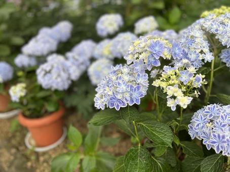 Hydrangea, JPG Hydrangea, JPG