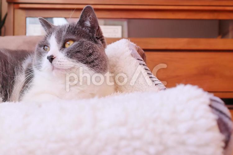 遠くを見つめる可愛いハチワレ猫 猫,ねこ,ネコの写真素材