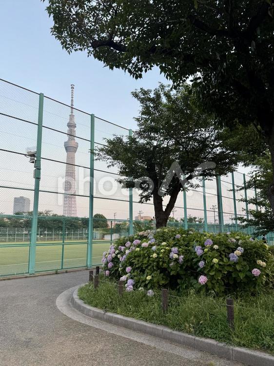 夕方の隅田公園　グラウンド グラウンド,運動場,野球場の写真素材
