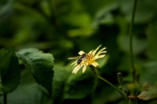 ＜素材＞花の間を飛び回るハナアブの仲間 ハナアブ,アキノノゲシ,花の写真素材