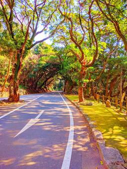 木漏れ日の道 風景,道路,植物の写真素材