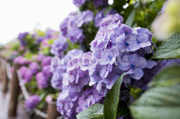 梅雨の時期の紫陽花（あじさい） 6月,あじさい,アジサイの写真素材
