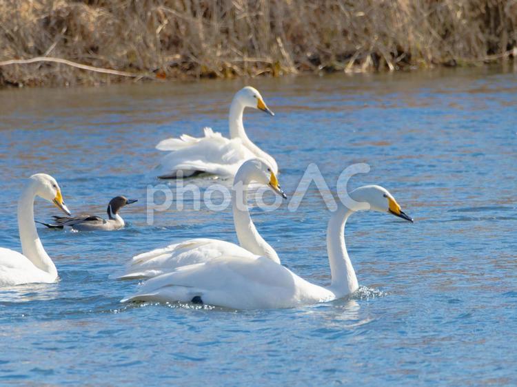 ハクチョウの群れ 風景,自然,反射の写真素材