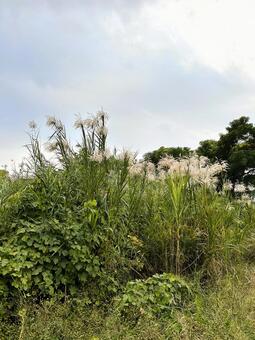 葦4 葦,ヨシ,河川敷の写真素材