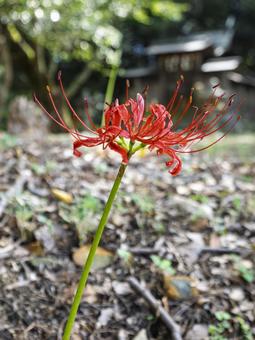 木洩れ日に揺れる紅の華 木洩れ日に揺れる紅の華 曼珠沙華,孤花,紅色の写真素材