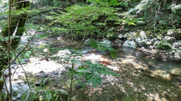 新緑の中の清流 新緑の中の清流 清流,新緑,森林の写真素材