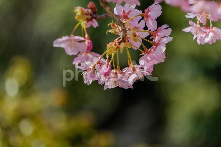 日差しを浴びて咲く満開の桜 桜,河津桜,花の写真素材