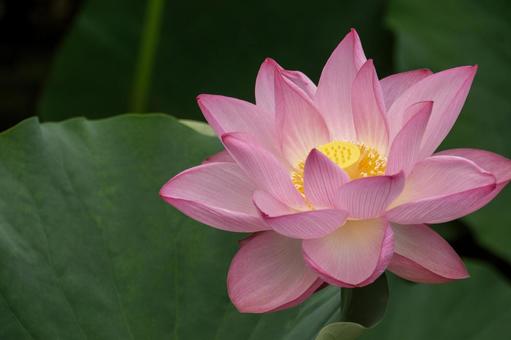 蓮の花2 蓮の花2の写真