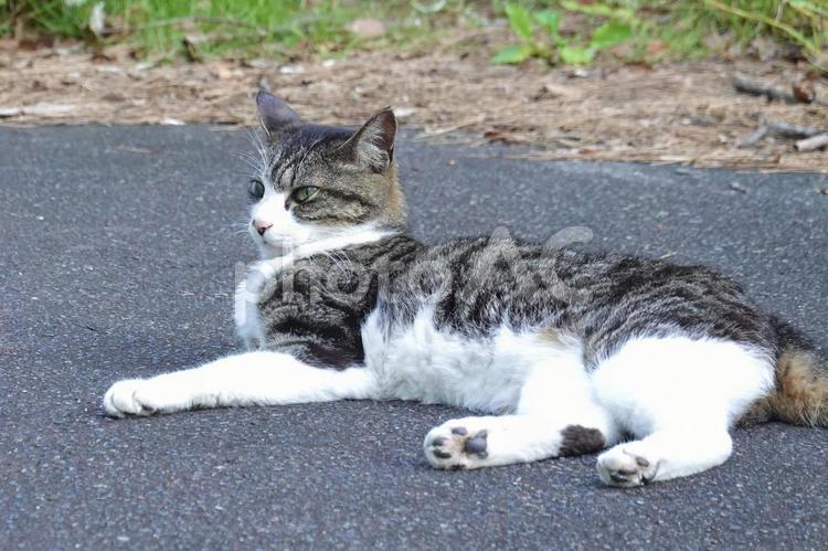 横座りするキジシロ猫 ネコ,のらねこ,動物の写真素材
